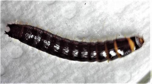 Réf. 244 928 : Stenagostus rhombeus